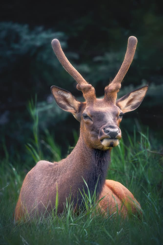 Velvet Antlers Elk by Alex Zhao — canvas wall art