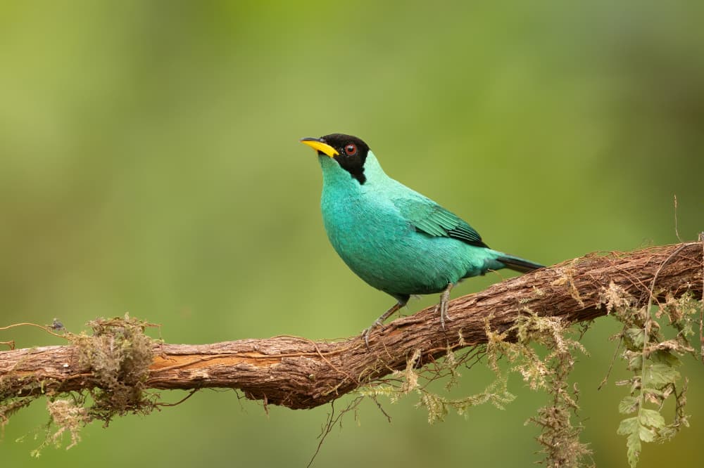 Vibrant Green Bird by Bill Lu — canvas wall art