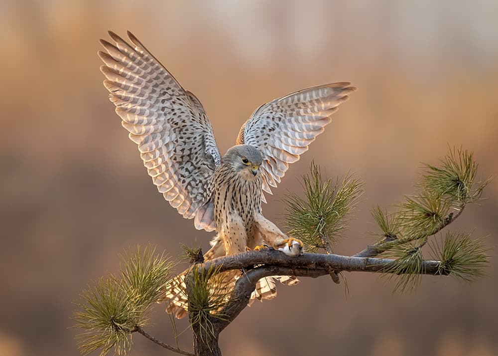 Backlit Kestrel Wings by Annie Poreider — canvas wall art