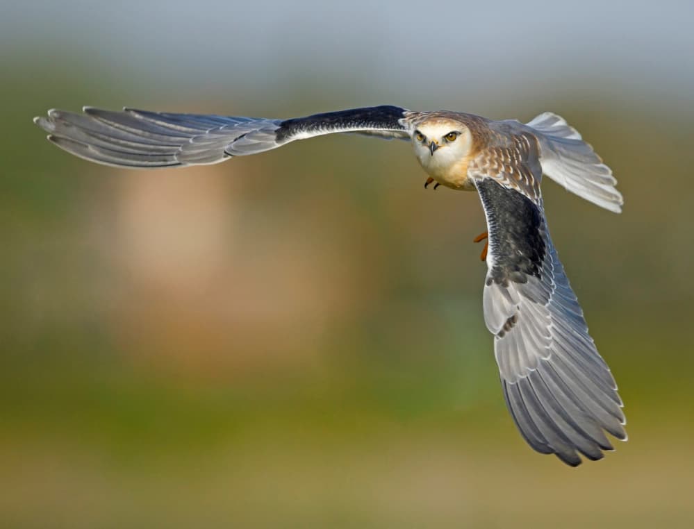 White Kite In Flight by Shlomo Waldmann — canvas wall art