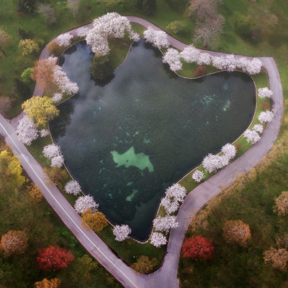 Heart Lake Blossoms by Ling Lu — canvas wall art