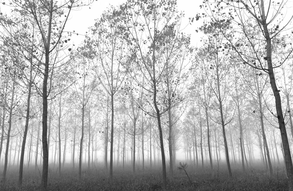 Misty Forest Landscape by Stefano Castoldi — canvas wall art