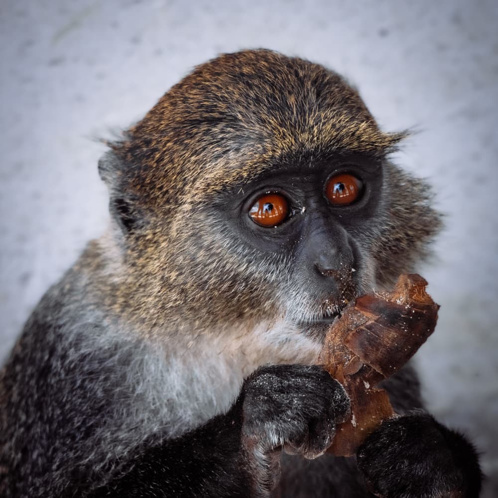 Focused Primate Eating by Zina Heg — canvas wall art