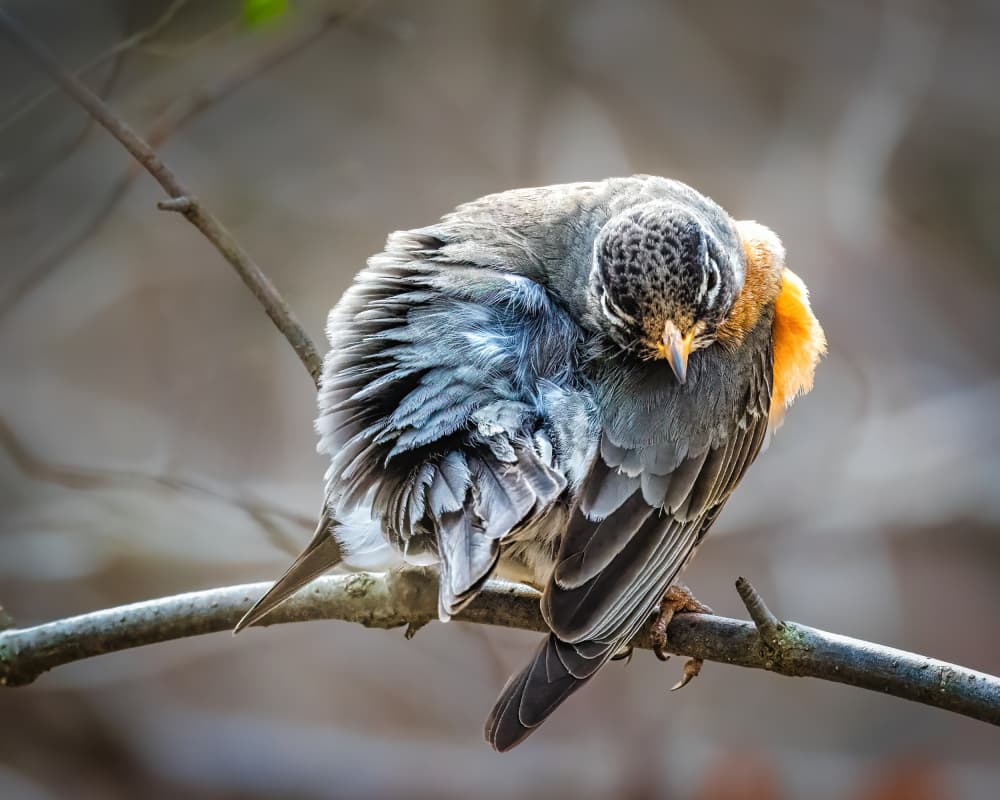 Robin Preening on Branch by Xiao Cai — canvas wall art