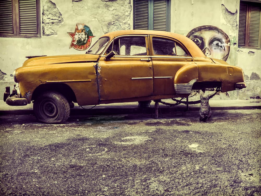 Yellow Car Curious Cat by Svetlin Yosifov — canvas wall art