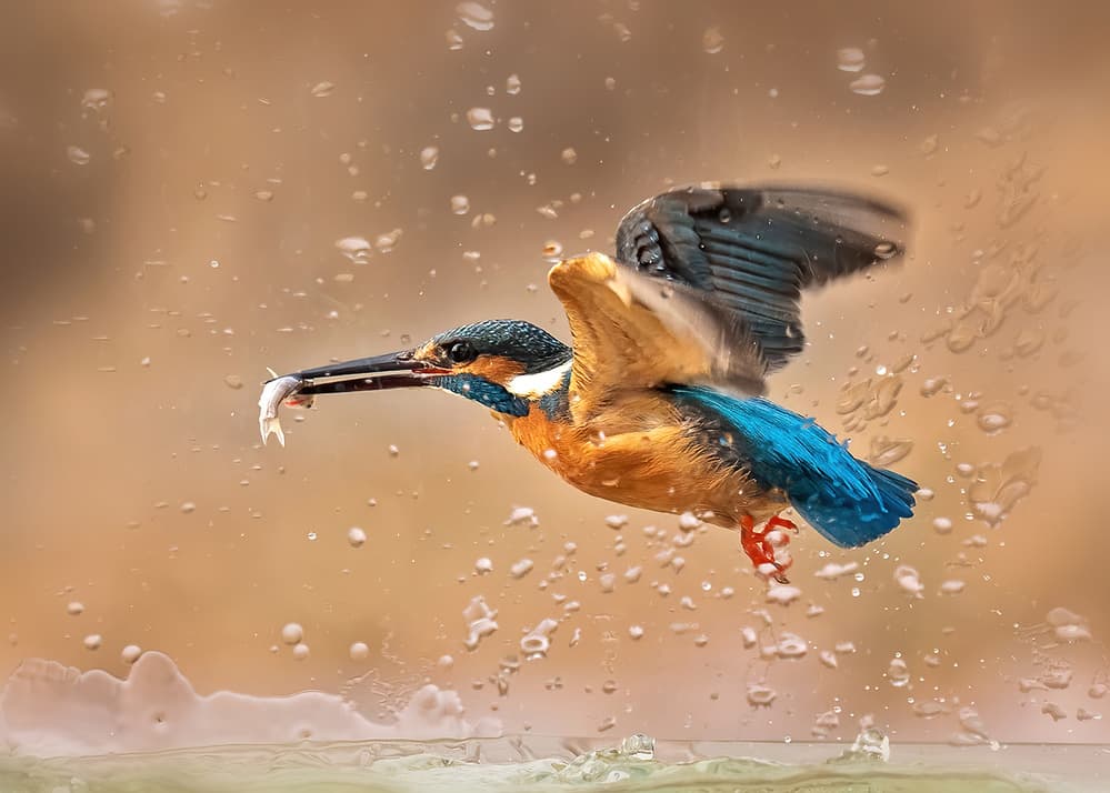 Kingfisher's Dynamic Catch by Annie Poreider — canvas wall art