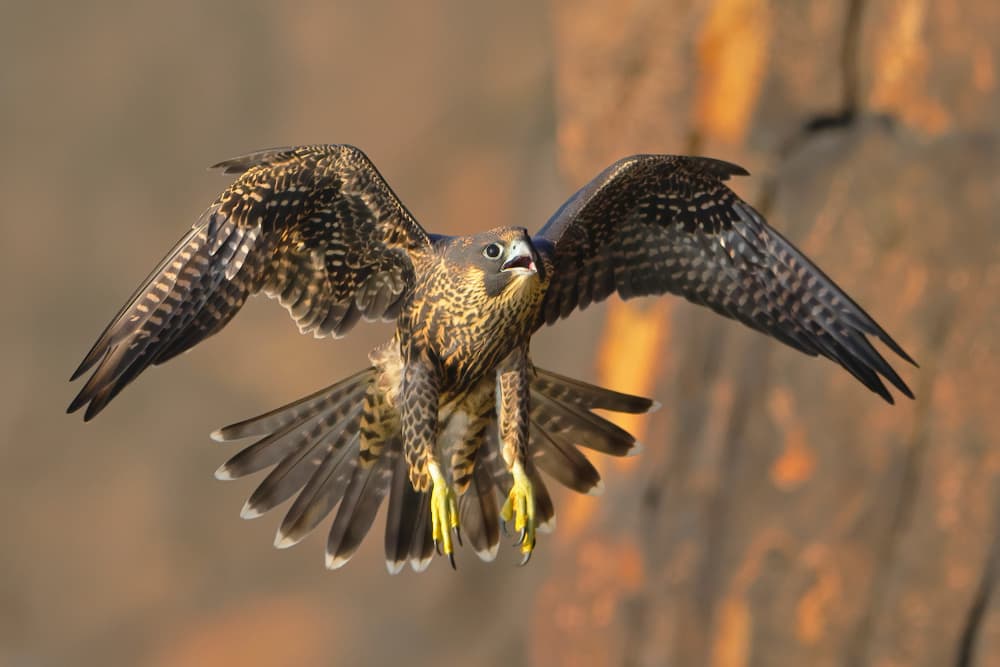 Peregrine Falcon Flight by Gavin Lam — canvas wall art