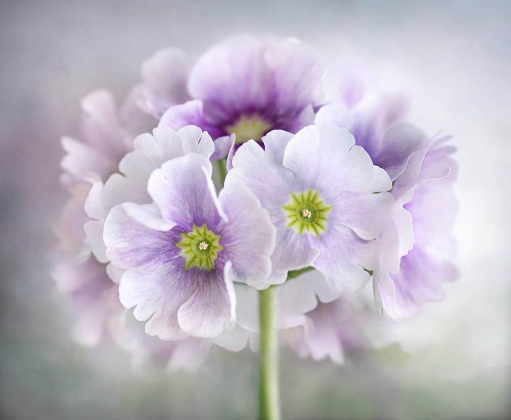 Primula by Mandy Disher — canvas wall art