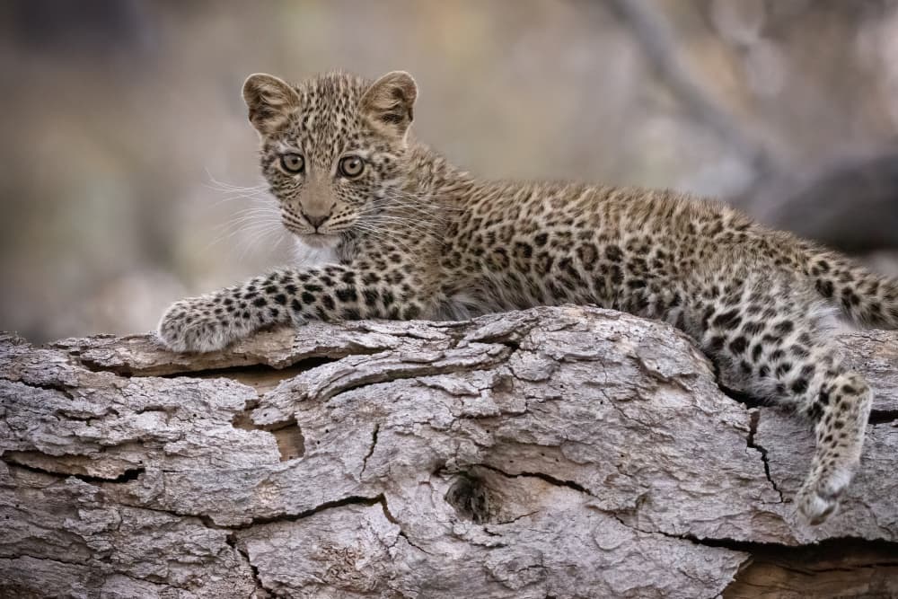 Watchful Leopard Cub by Renee Doyle — canvas wall art