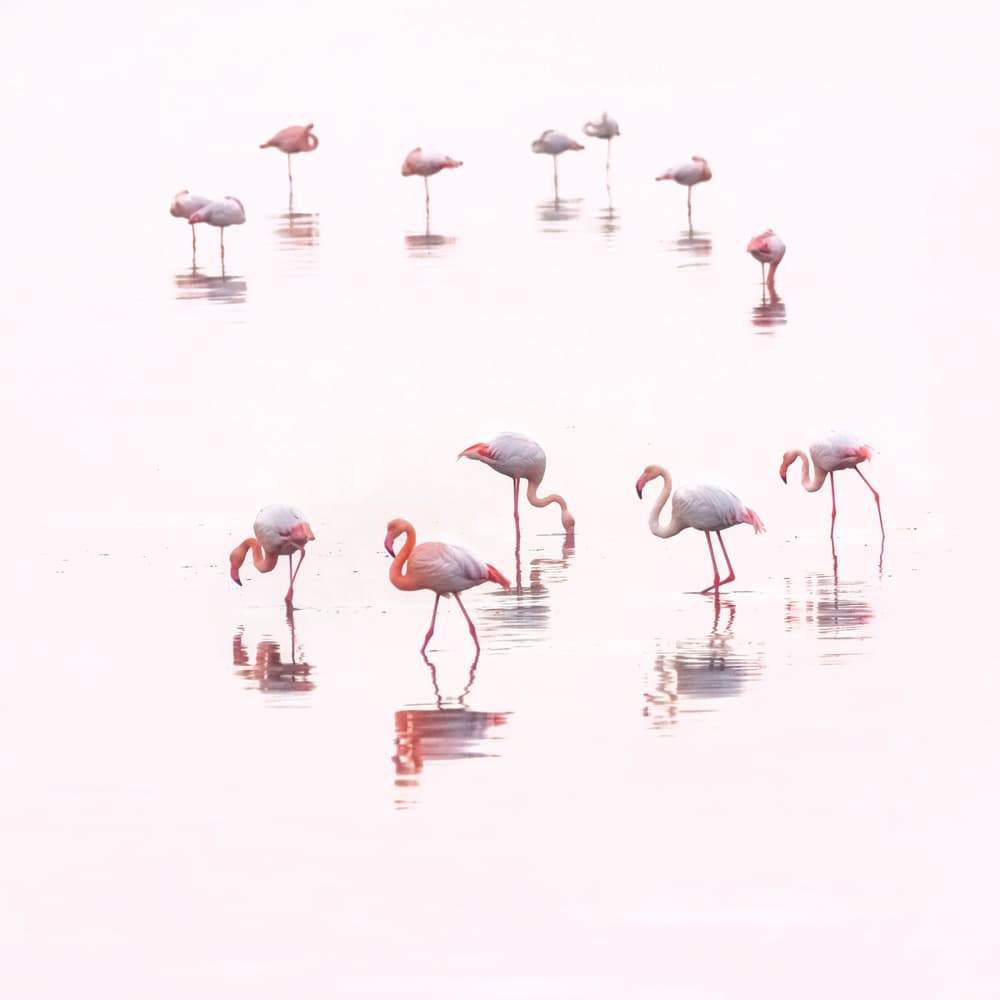 Pink Flamingos Reflecting by Ahmed Thabet — canvas wall art