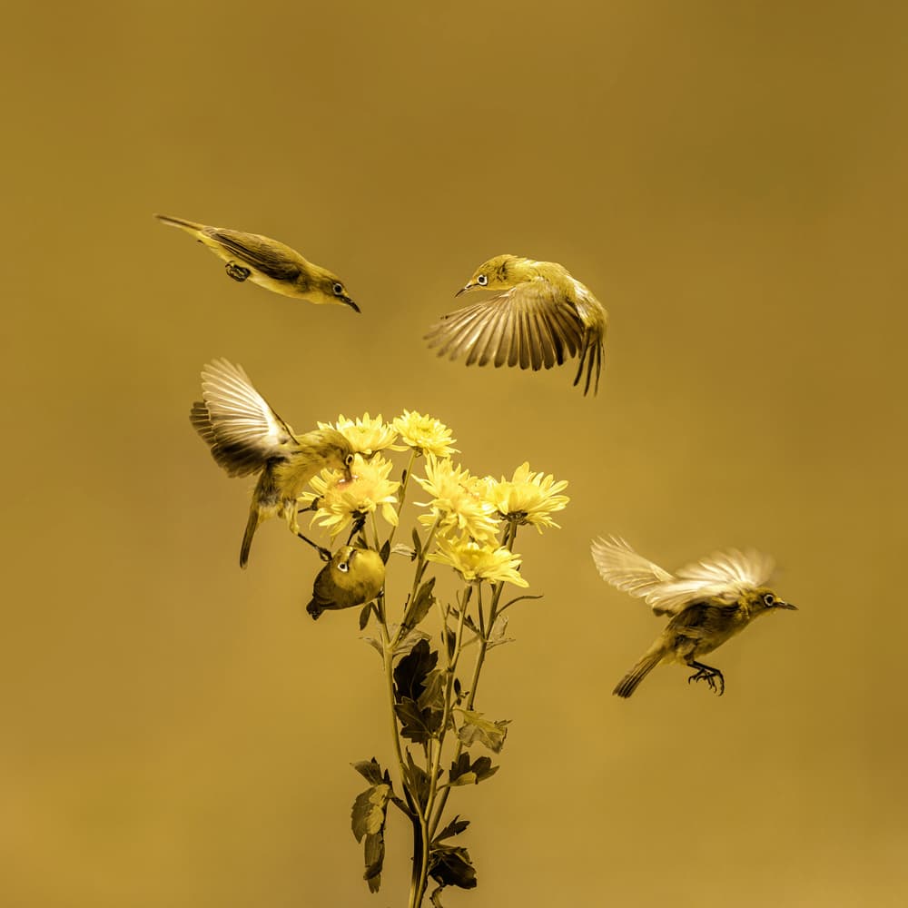 White-eyes Yellow Flower Dance by hardibudi — canvas wall art