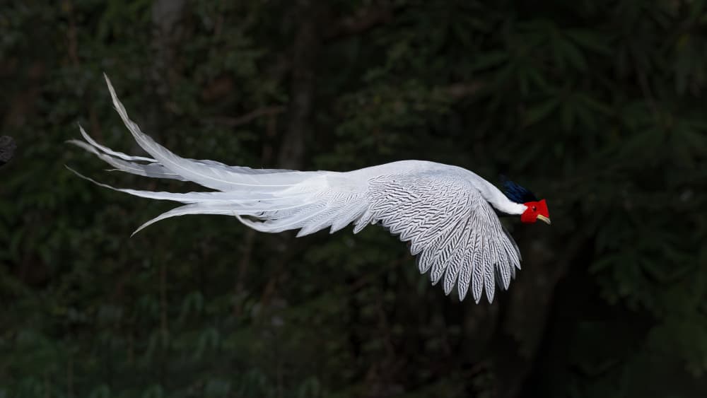 Silver Pheasant in Flight by Bill Lu — canvas wall art