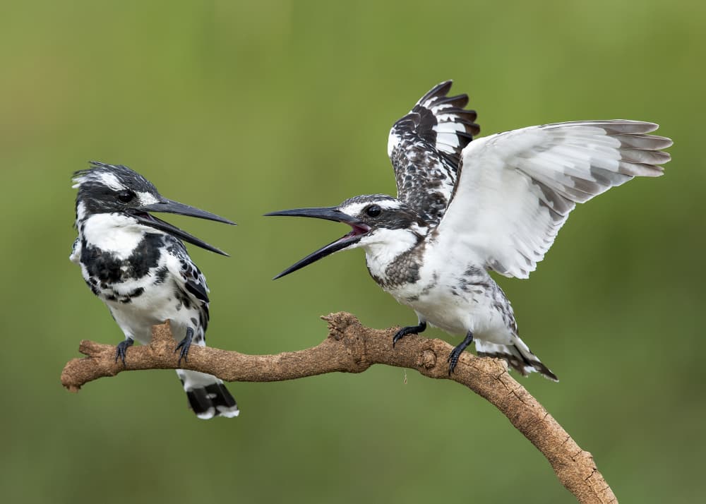 Pied Kingfishers Talk by Eyal Amer — canvas wall art