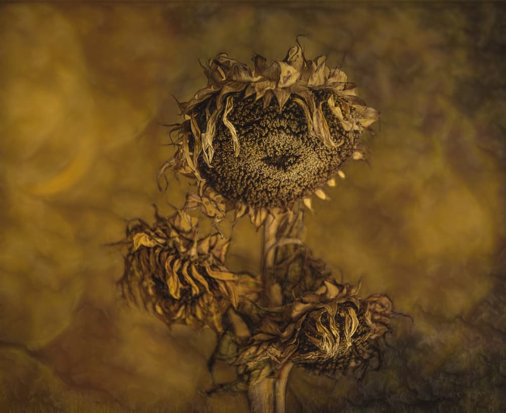 Rustic Dried Sunflowers by Marie-anne Stas — canvas wall art