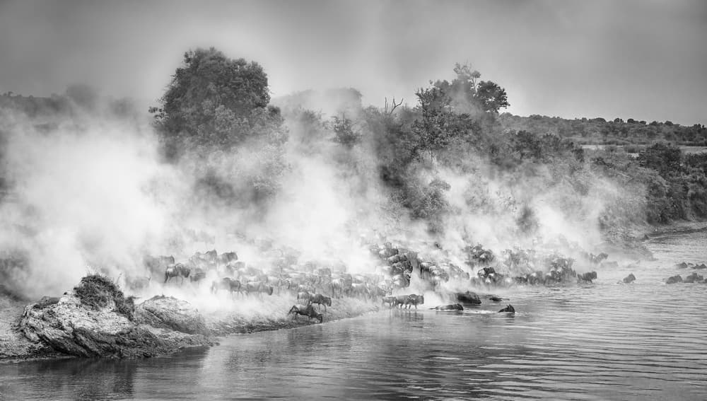Wildebeest River Crossing by Jeffrey C. Sink — canvas wall art