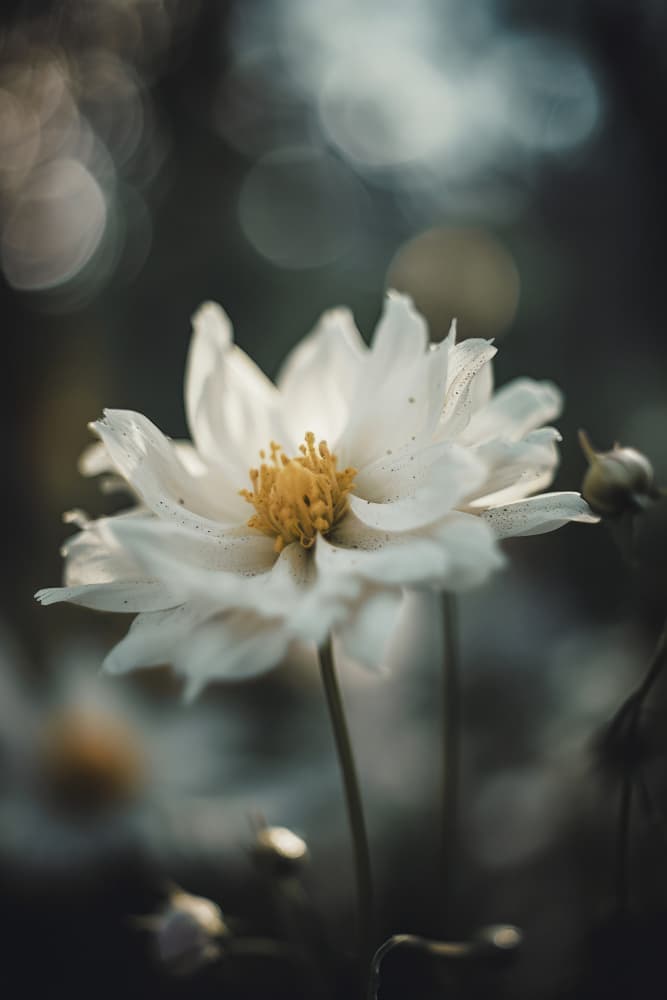 Whispering Petals by Treechild — canvas wall art