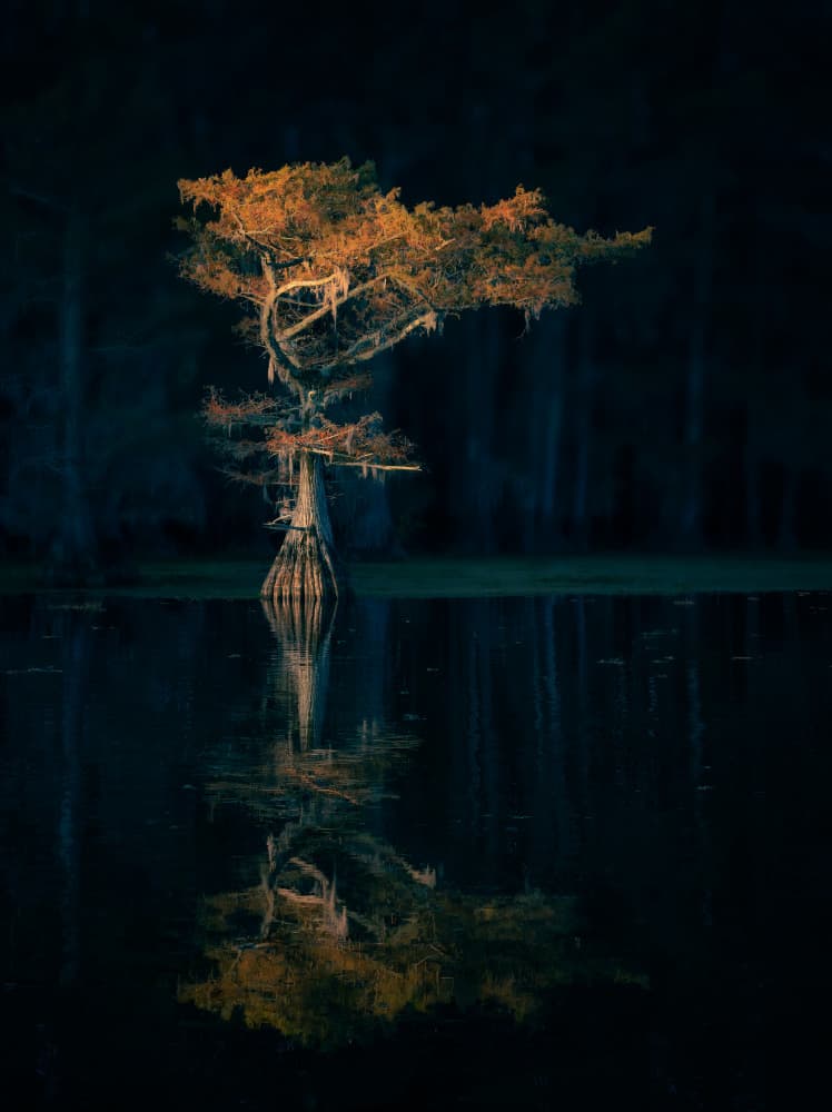 Golden Cypress Reflection by Vicki Lai — canvas wall art