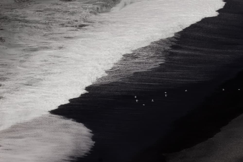 Black Sand Beach Birds by Yongnan Li （李永男） — canvas wall art