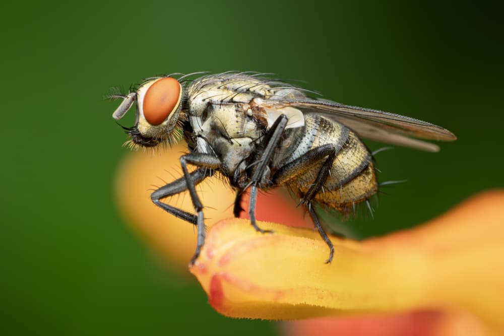 Vivid Fly Portrait by Linda D Lester — canvas wall art