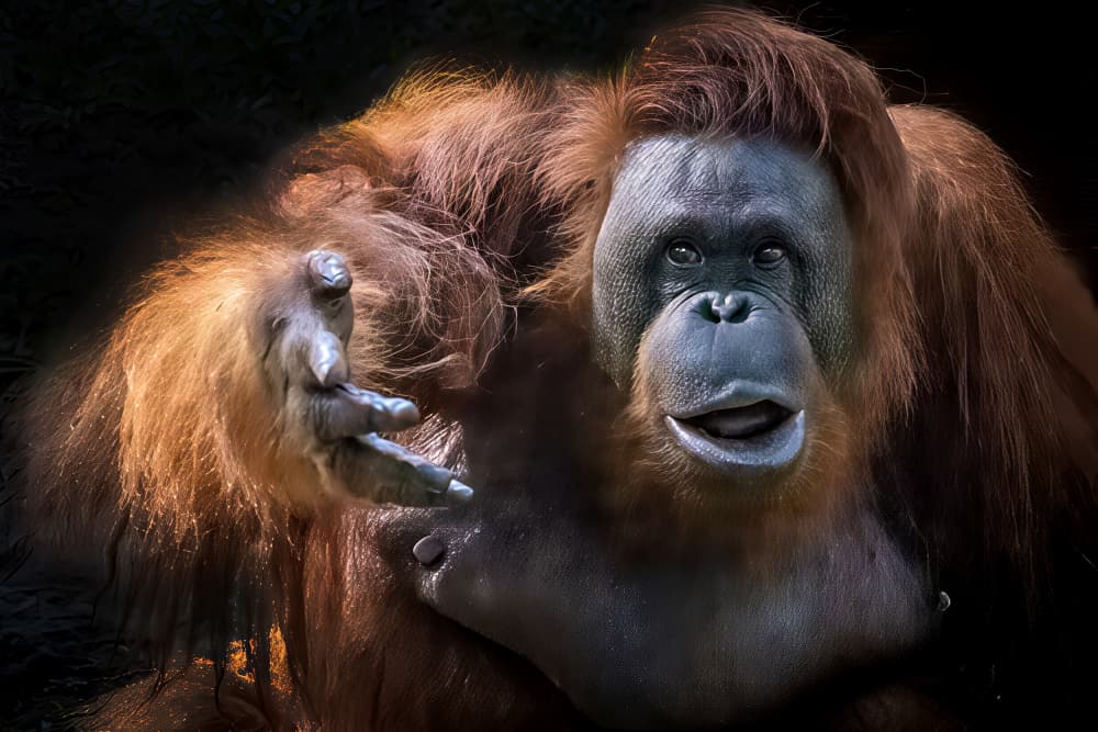 Orangutan's Gentle Reach by Antonyus Bunjamin (Abe) — canvas wall art