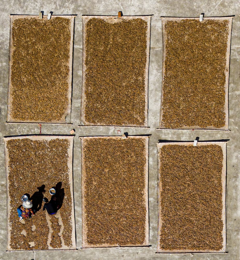 Sun Drying Grain by Ovi D. Pop — canvas wall art