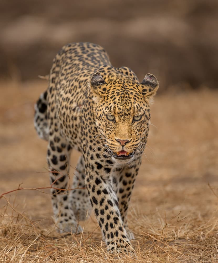Focused Leopard Gaze by Jaco Marx — canvas wall art