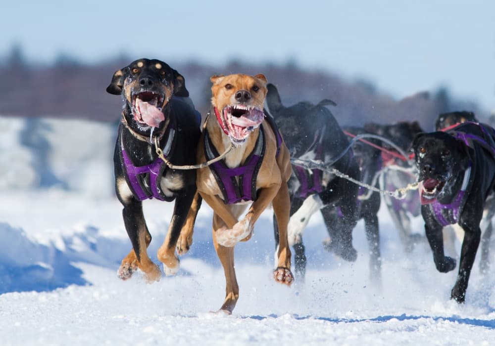 Sled Dogs Racing in Snow by Mircea Costina — canvas wall art