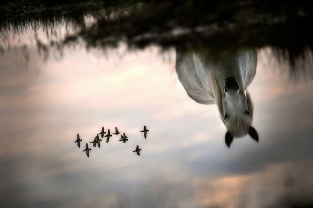 Reflected White Horse Flight by Milan Malovrh — canvas wall art