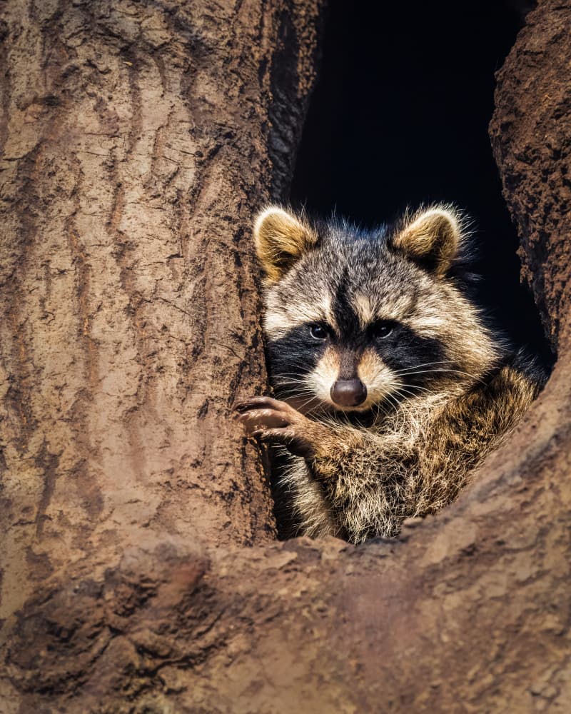 Curious Raccoon Peeks Out by Xiao Cai — canvas wall art