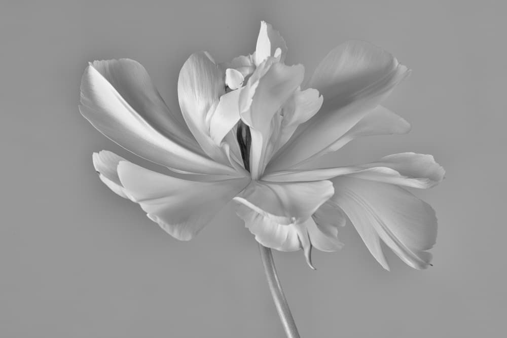 Elegant Tulip Bloom by Penny Myles — canvas wall art