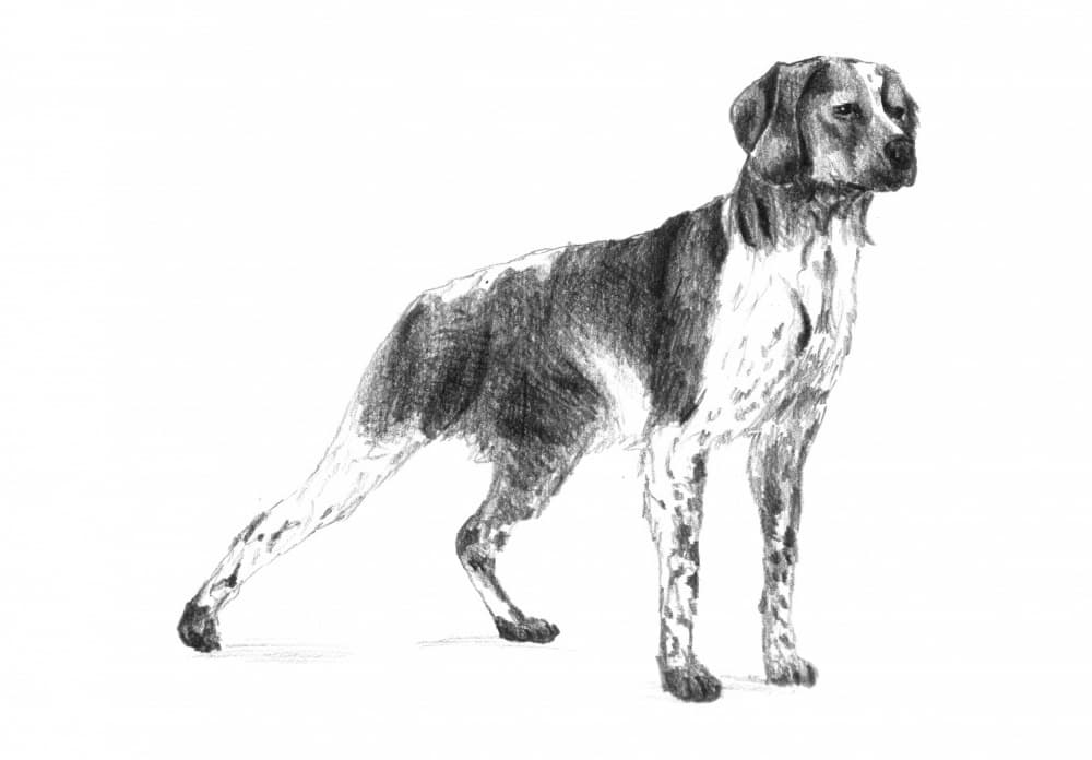 Classic Hunting Dog by Kulik — canvas wall art
