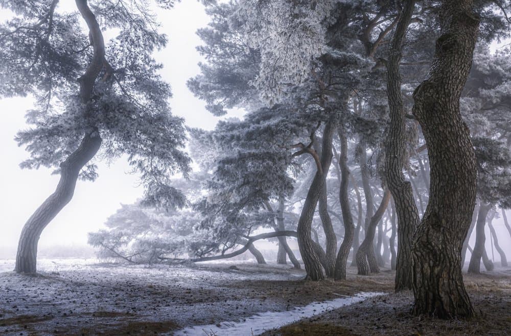 Serene Winter Forest by Tiger Seo — canvas wall art