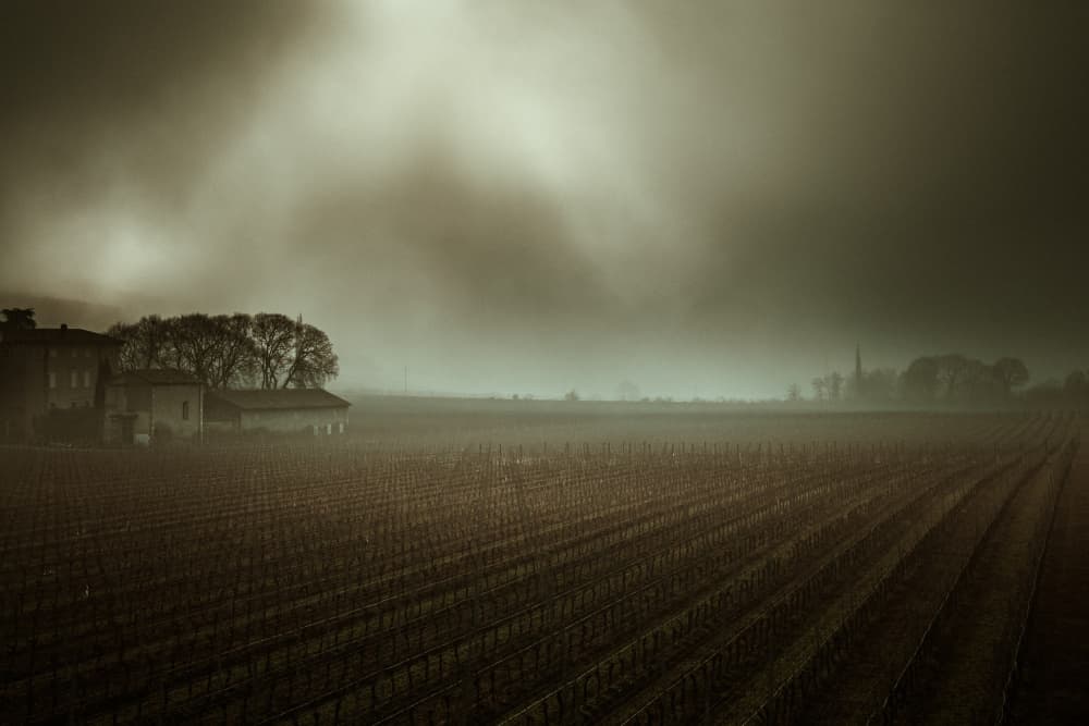Misty Winter Vineyard by Andrea Fraccaroli — canvas wall art