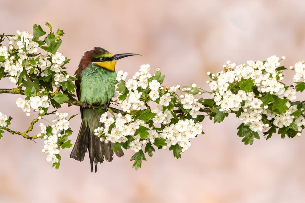 Vibrant Bee-eater Spring Blossoms by Caroline Wirtz — canvas wall art