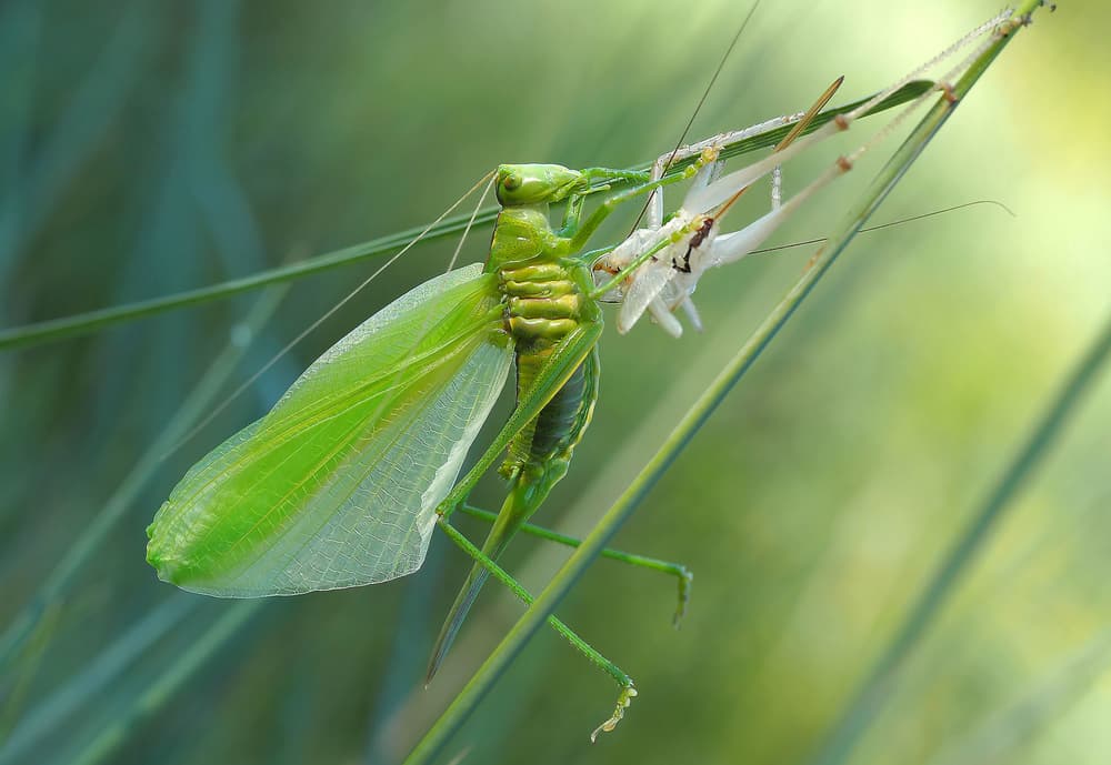 Green Grasshopper Molting by Thierry Dufour — canvas wall art