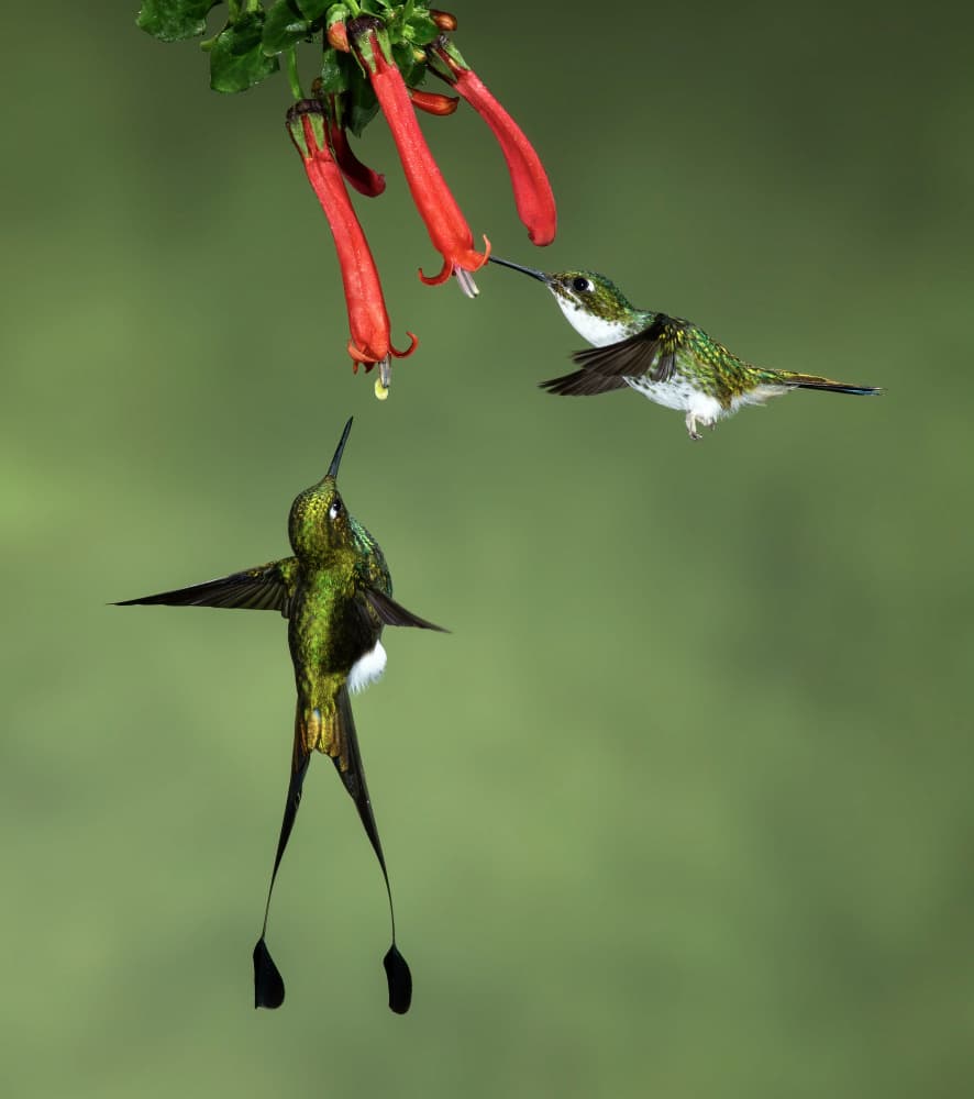 Hummingbirds and Red Flowers by Amy Marques — canvas wall art