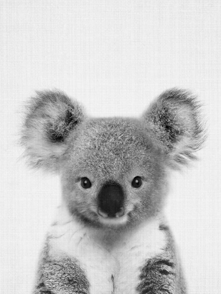 Cute Baby Koala by Lila &amp; Lola — canvas wall art