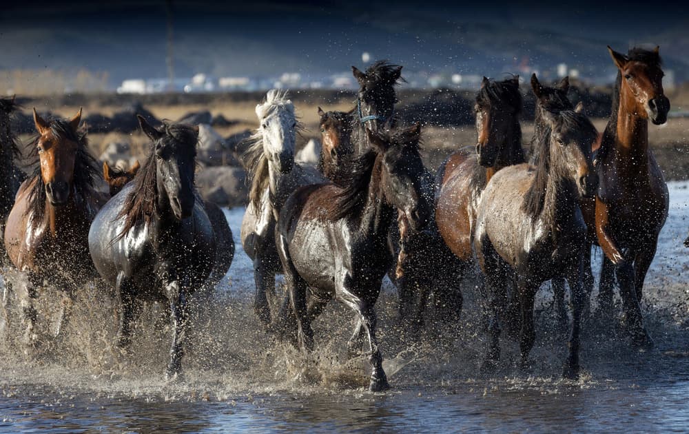 Wild Horses Running by durmusceylan — canvas wall art