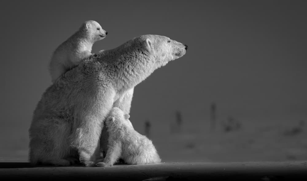 Arctic Mother and Cubs by Hung Tsui — canvas wall art