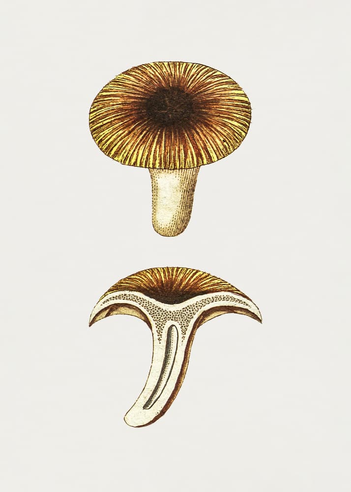 Vintage Chanterelles Edible Mushroom by Biodiversity Heritage Library — canvas wall art