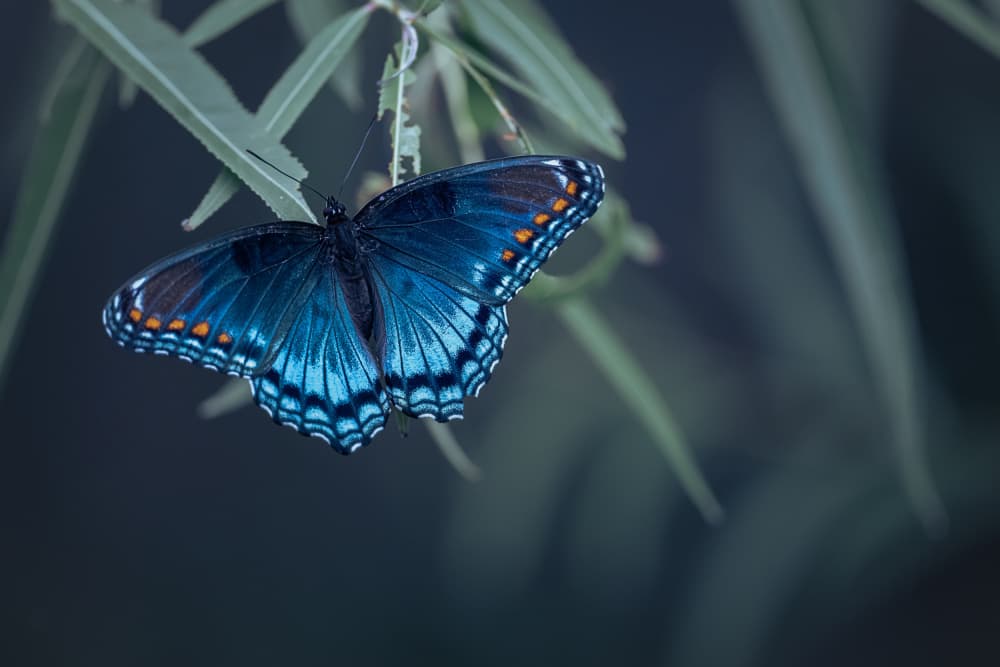 Vibrant Blue Butterfly by Ivy Deng — canvas wall art