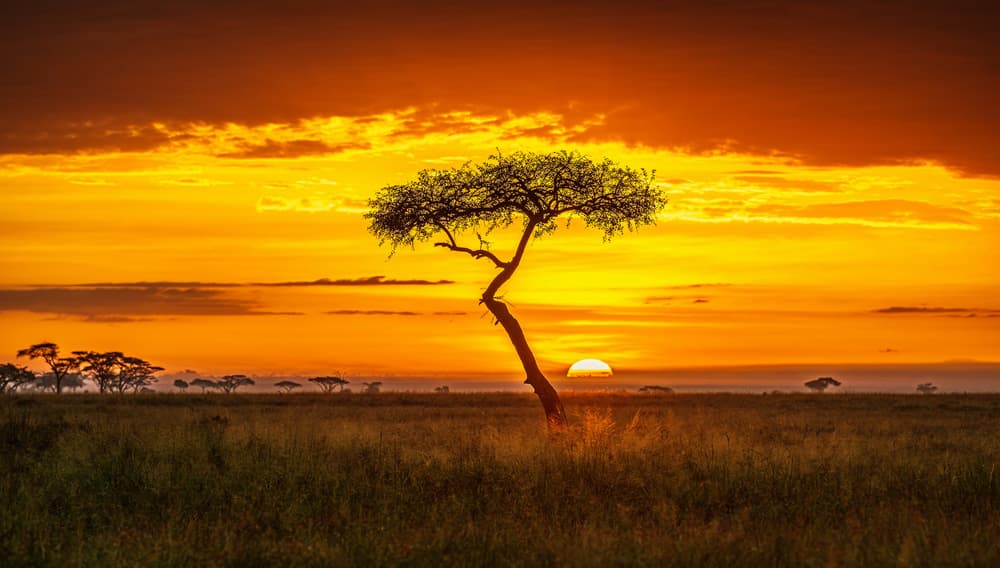 Golden African Sunset by Jeffrey C. Sink — canvas wall art