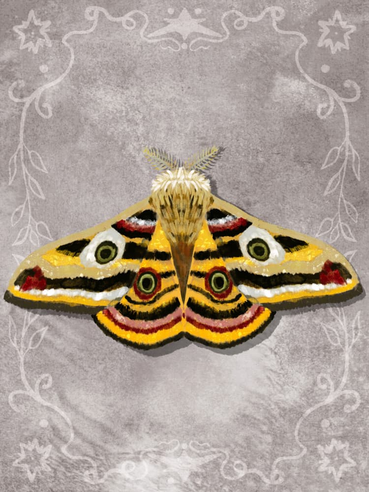 Ornate Moth Portrait by Aliya Putrus — canvas wall art