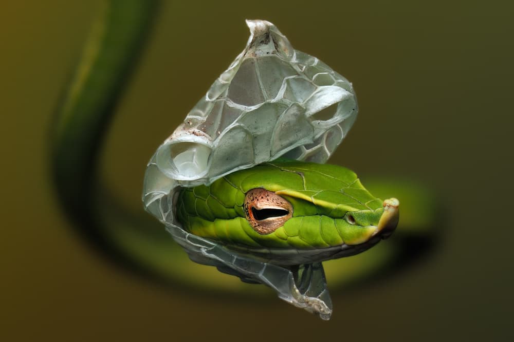 Green Snake Shedding by Phat Dao Tan — canvas wall art