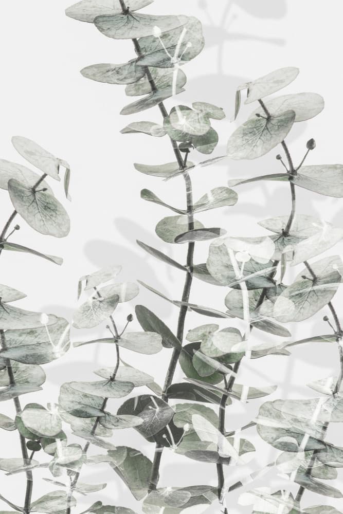 Soft Eucalyptus Layers