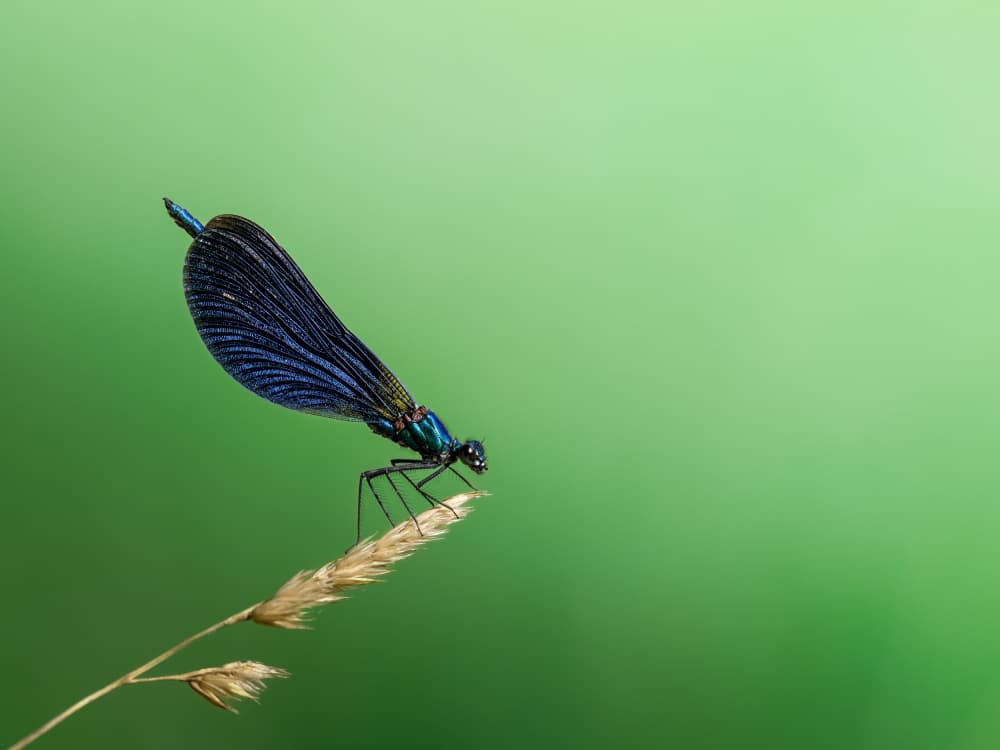 Iridescent Damselfly Perched by Cristiano Giani — canvas wall art