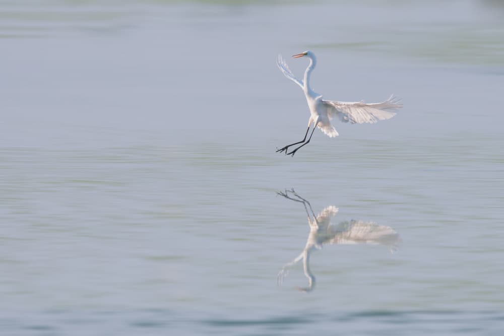 Great Egret Landing Reflection by 李从军 / Austin Li — canvas wall art