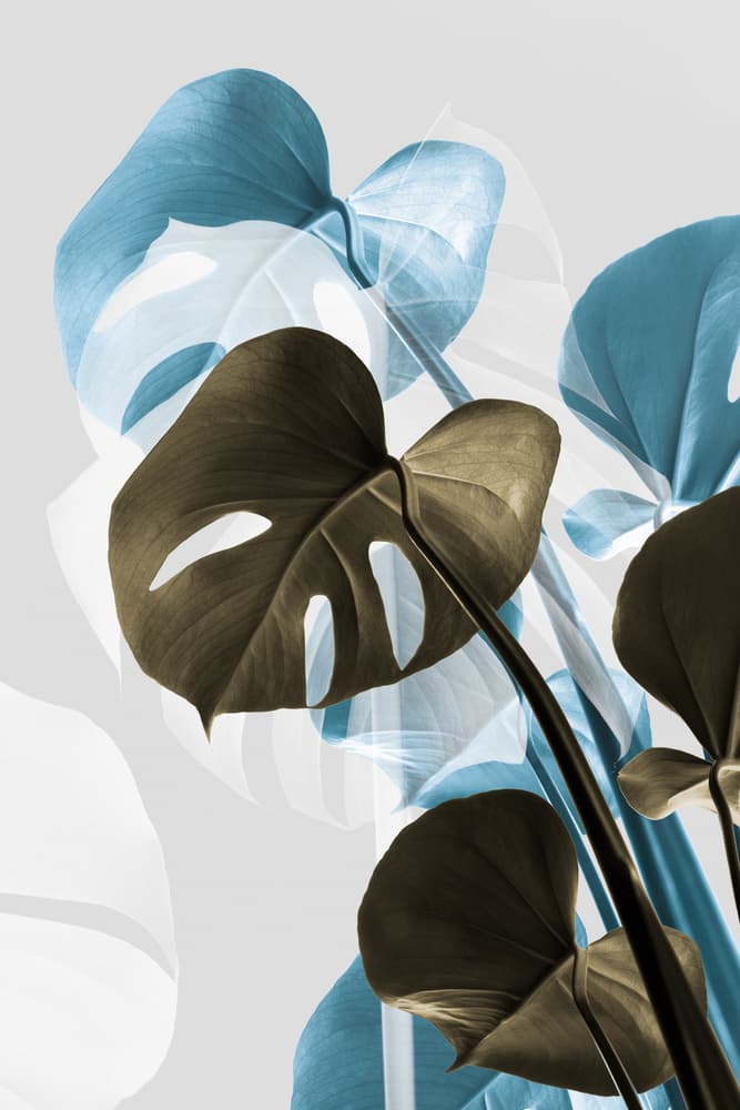 Blue Sepia Monstera Layers by Pictufy Studio III — canvas wall art