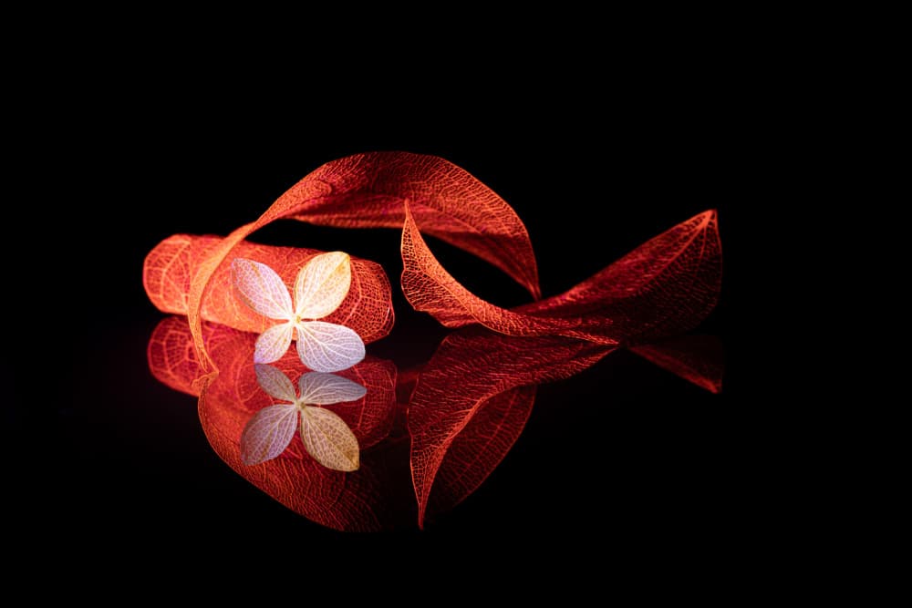 Delicate Red Botanicals by Igor Kopcev — canvas wall art