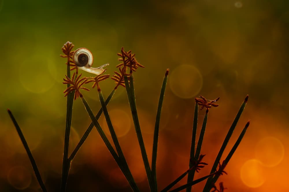 Snail In Golden Light by Abdul Gapur Dayak — canvas wall art
